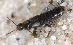 Aleochara grisea