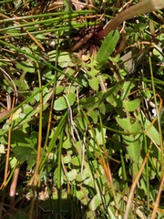 Taraxacum zealandicum
