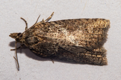 Harmologa