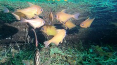 Pempheris klunzingeri