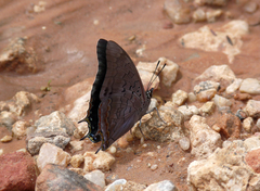 Charaxes guderiana