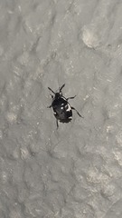Tritomegas sexmaculatus