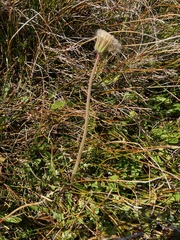 Taraxacum zealandicum
