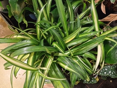 Chlorophytum viridescens