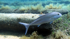 Seriola hippos