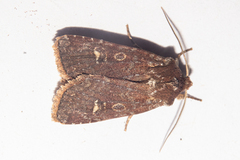 Ichneutica agorastis