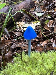 Entoloma hochstetteri