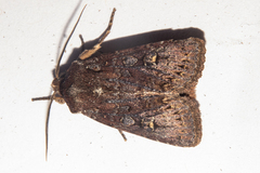 Ichneutica agorastis