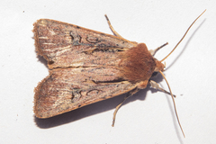 Ichneutica atristriga