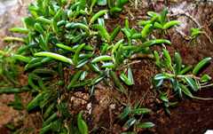 Bulbophyllum shepherdii