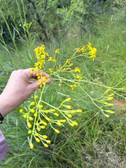 Senecio venosus