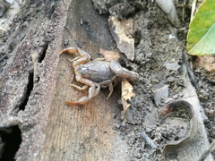 Hottentotta hottentotta