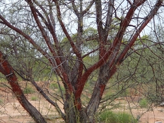 Acacia cyperophylla