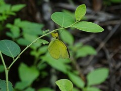 Eurema alitha