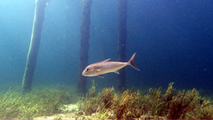 Seriola hippos