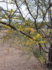 Acacia cyperophylla