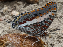 Charaxes saturnus