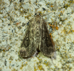 Parapoynx stratiotata