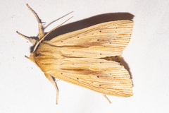 Ichneutica semivittata