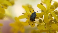 Bruchidius bimaculatus