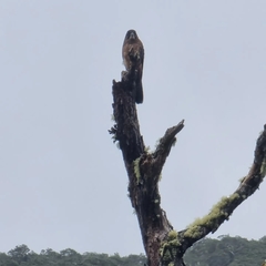 Falco novaeseelandiae