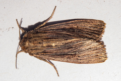 Ichneutica steropastis