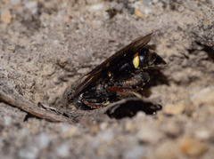 Austrogorytes bellicosus