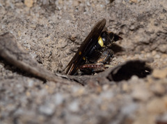 Austrogorytes bellicosus