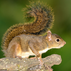 Sciurus ignitus
