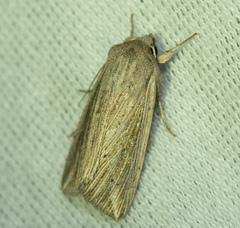 Mythimna riparia