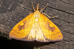 Mnesictena flavidalis