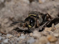 Austrogorytes bellicosus