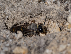 Austrogorytes bellicosus