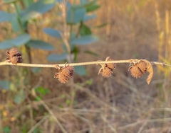 Triumfetta rhomboidea