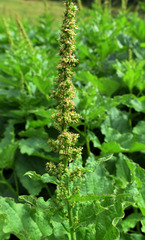 Blitum bonus-henricus