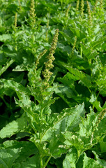 Blitum bonus-henricus