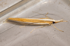Orocrambus ephorus