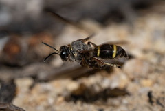 Austrogorytes bellicosus