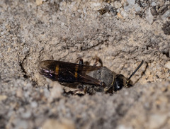 Austrogorytes bellicosus