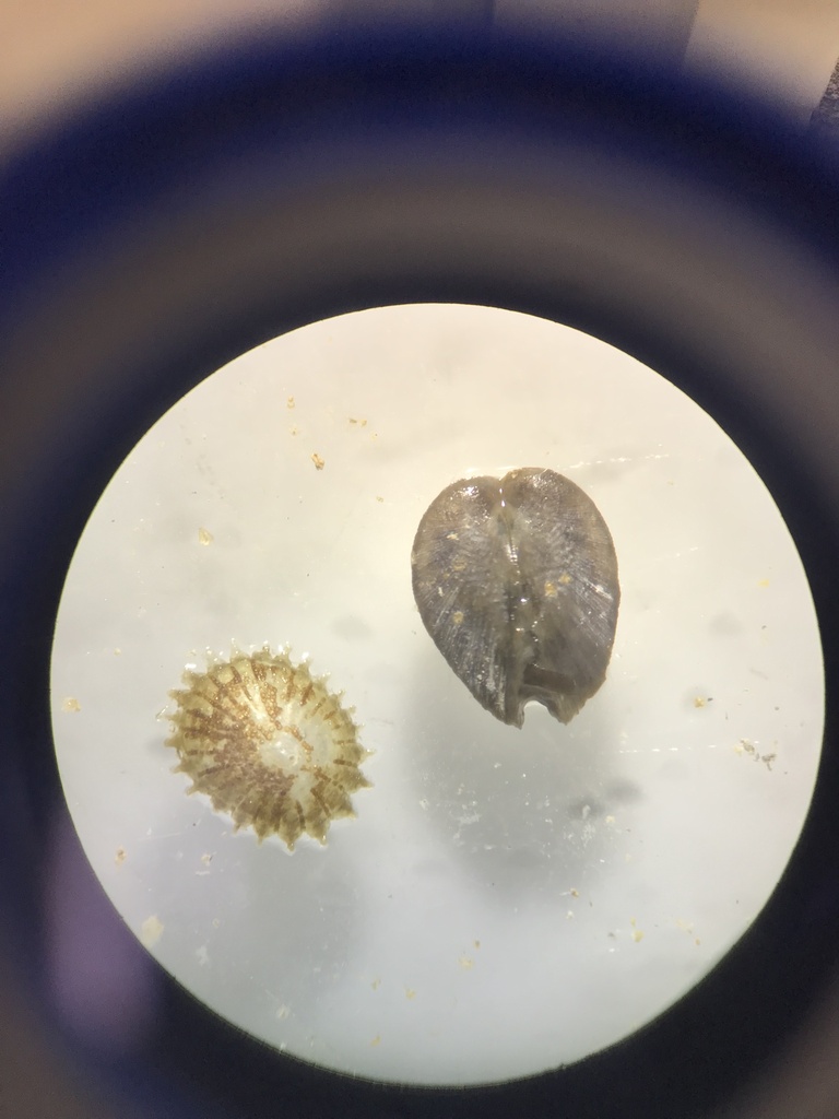 Rheodreissena