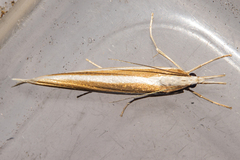 Orocrambus ephorus