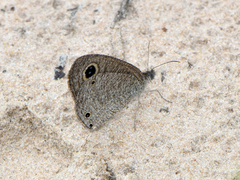 Ypthima asterope