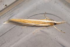 Orocrambus ephorus