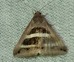 Grammodes bifasciata