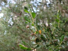 Leptospermum micromyrtus