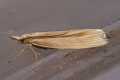 Orocrambus ramosellus