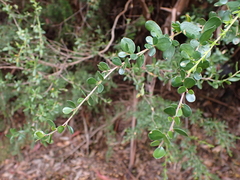 Leptospermum micromyrtus