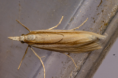 Orocrambus ramosellus