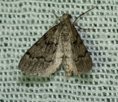 Tephronia sepiaria