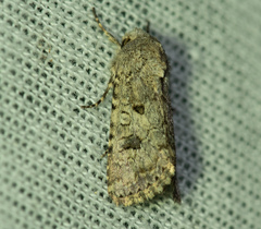 Anarta sodae